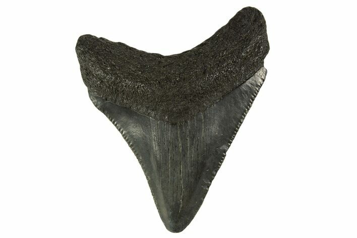 Serrated, Juvenile Megalodon Tooth - South Carolina #332095